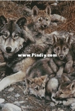 Chimera - Family of Wolves