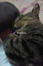 Tonny