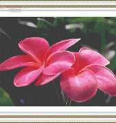 Classic Cross Stitch FR 390 Red Flower