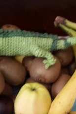 my iguana