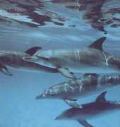 Laura Stitch ANI 016 - Delfini - Dolphins