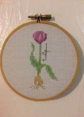 Tulip