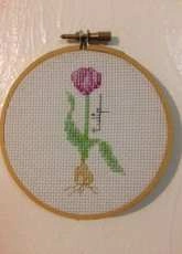 Tulip