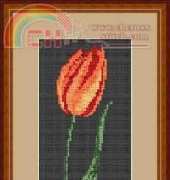 Megat 2073 A.Sliwa-Klara - A tulip