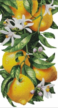 Lemons by Ivolga/Evgenia Nikotina