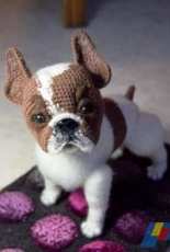 Aurinka - French bulldog - Russian