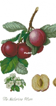 Luca-S BA22480 The nectarine plums XSD