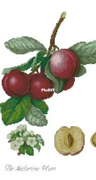 Luca-S BA22480 The nectarine plums XSD