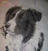 Border collie finish