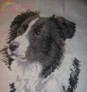 Border collie finish