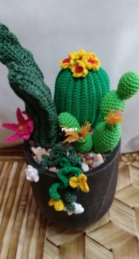 Succulent cactus