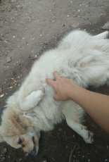 My puppy