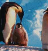 Golden Kite GK 503 - Emperor Penguins