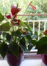 Anthuriums