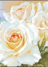 Alisa 2-32 White roses pcs