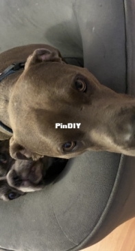 My sweet dogs