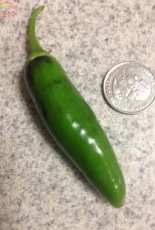 This years harvest