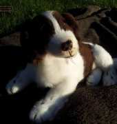 springier spaniel
