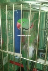 My love parrot