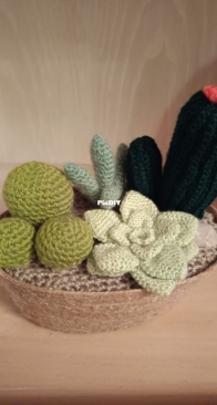 Terrario de cactus 3 - Cactus Terrarium 3