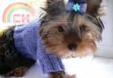 Unknown Designer - Jacket for a doggie - Russian - Free