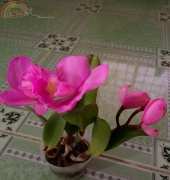 orchid