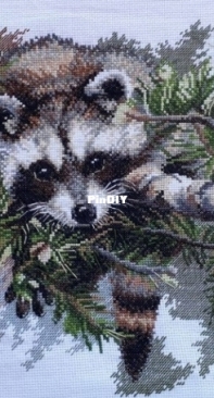 Mapache / Racoon / любопытство