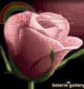 Solaria Gallery - Your Rose