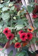 My flowers