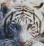 HAED HAEDAP 104 White Tiger by David Penfound XSD