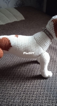 Jack Russell Terrier