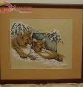 Cougars in winter