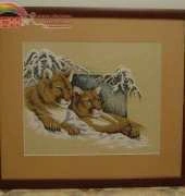 Cougars in winter