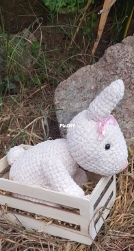 Bunny