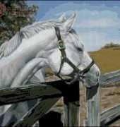 White Horse