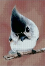 Bozenka 1001 - Birdie