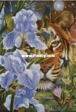Chimera - H160 In irises