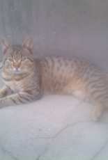 the king of the house