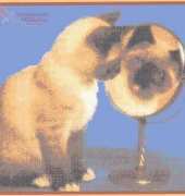 Mystic Stitch CAT-09 - Mirror Mirror