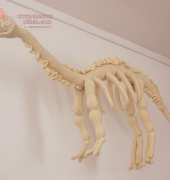 Dinosaur skeleton