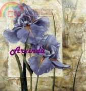 Arxinda - Iris Azul