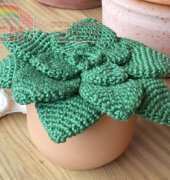 Speckerna Design - Kerstin Batz - Crassula Plant - free