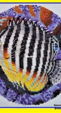 Coral reef angel fish.