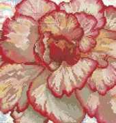 DMC BK 212 Begonia PCS