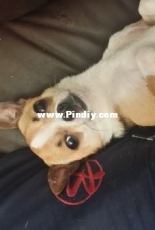 Rocky the Chhihuahua