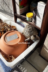 My tortoise acrobat