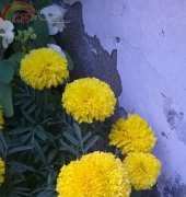 Marigold