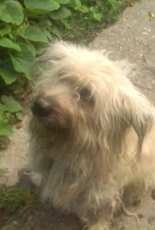My dog