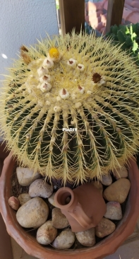 Echinocactus grusonii