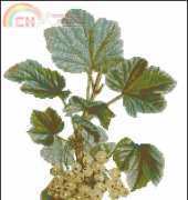 Gamma Home Collection  DK-307 White Currants